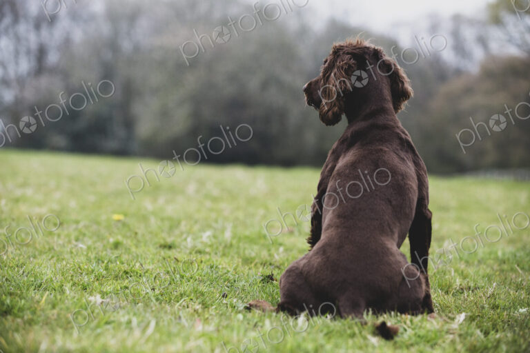 Rear view of Brown Spaniel dog sitting in a field.