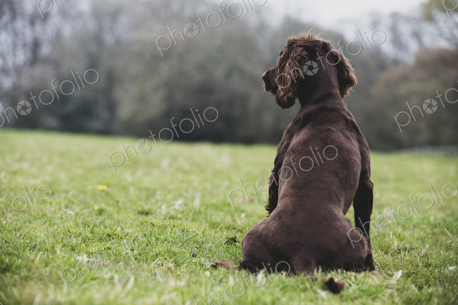 Rear view of Brown Spaniel dog sitting in a field.