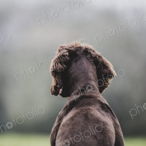 Rear view of Brown Spaniel dog sitting in a field.