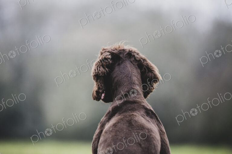Rear view of Brown Spaniel dog sitting in a field.