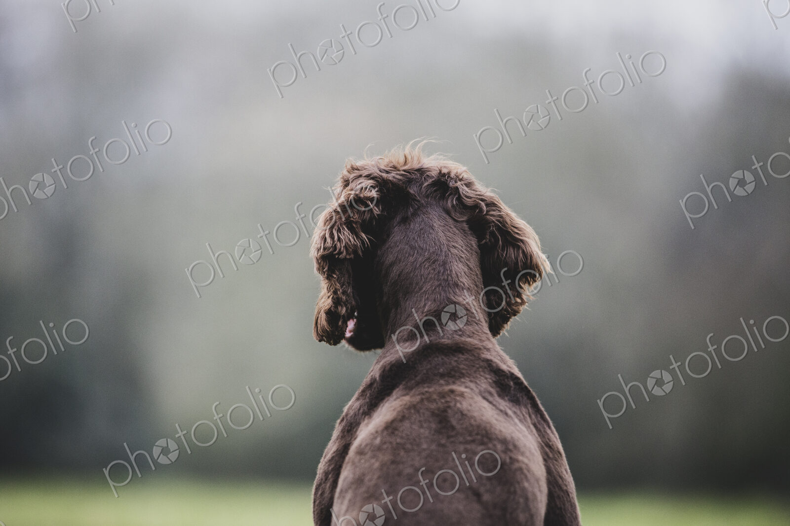 Rear view of Brown Spaniel dog sitting in a field.