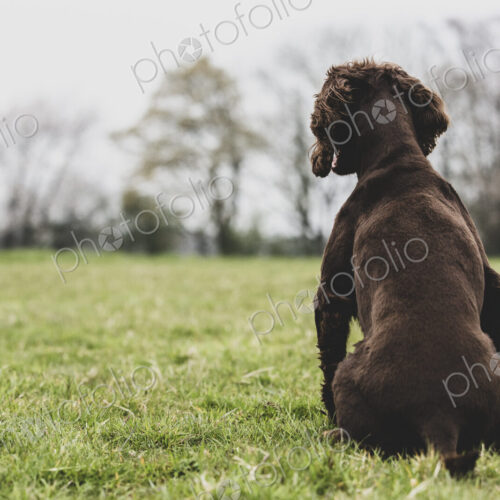 Rear view of Brown Spaniel dog sitting in a field.