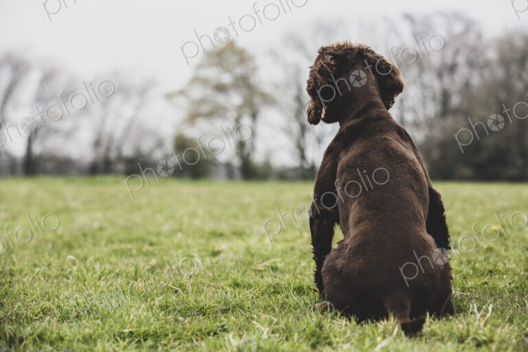 Rear view of Brown Spaniel dog sitting in a field.