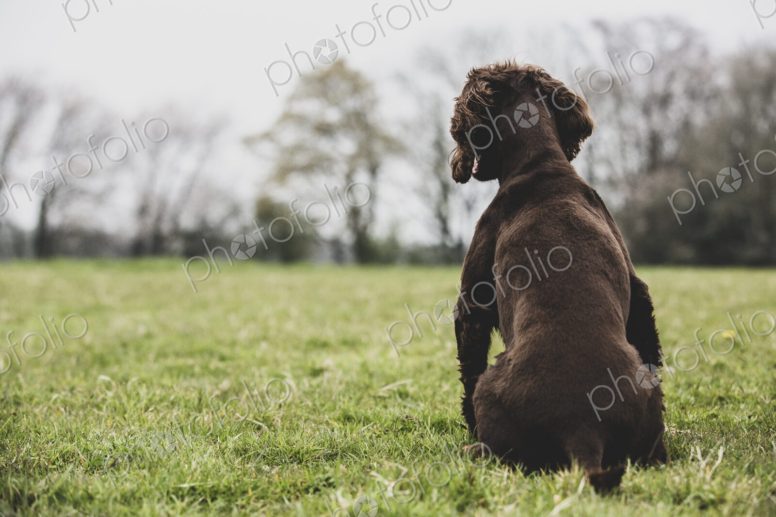 Rear view of Brown Spaniel dog sitting in a field.