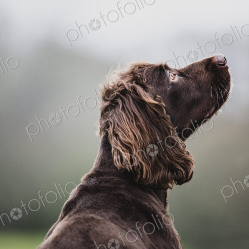 Rear view of Brown Spaniel dog sitting in a field, looking sideways.