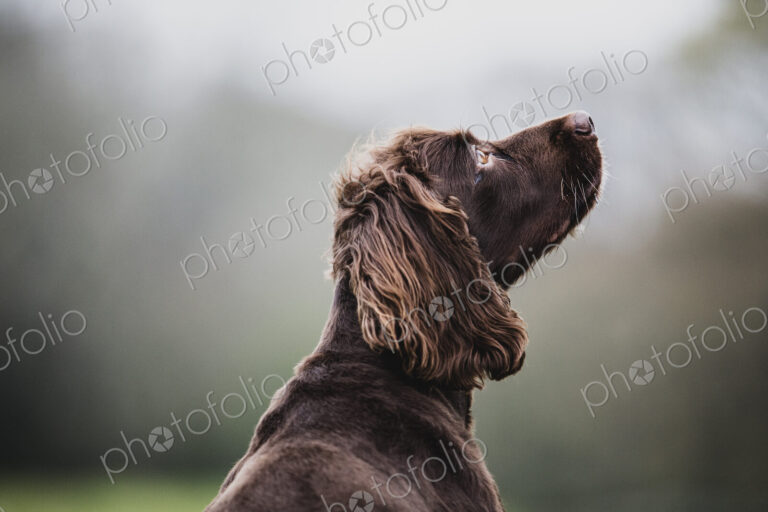 Rear view of Brown Spaniel dog sitting in a field, looking sideways.