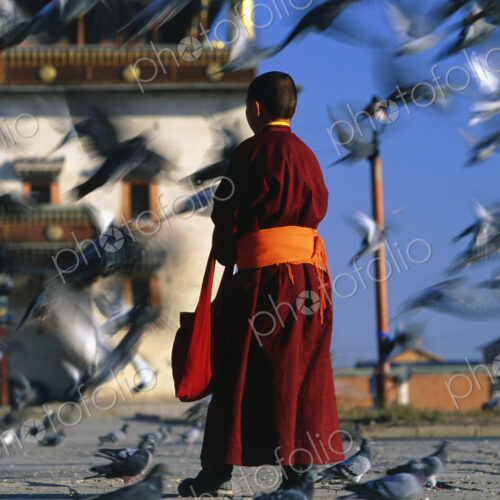 Rear view of Buddhist monk wearing red robe standing in a town square, feeding pigeons.