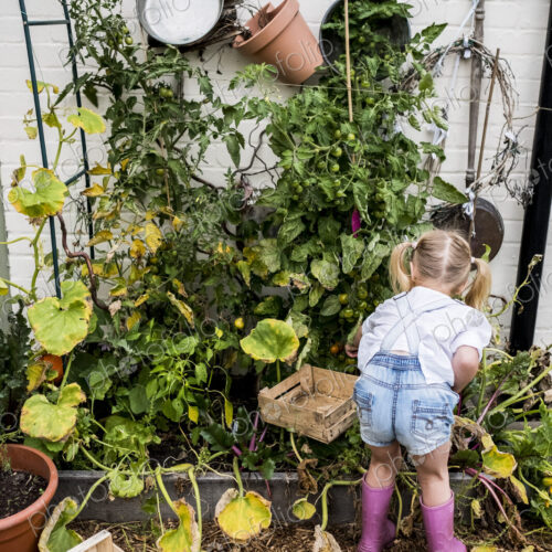 Rear view of blond girl standing in a garden, picking fresh vegetables.