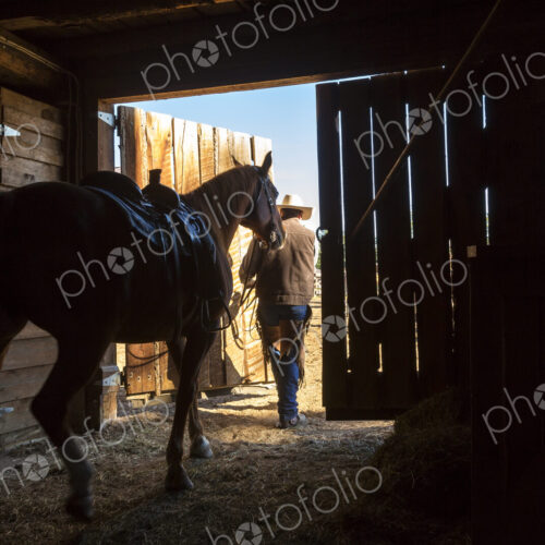 Rear view of cowboy leading saddled horse out of stable. Rear view of cowboy leading saddled horse out of stable.
