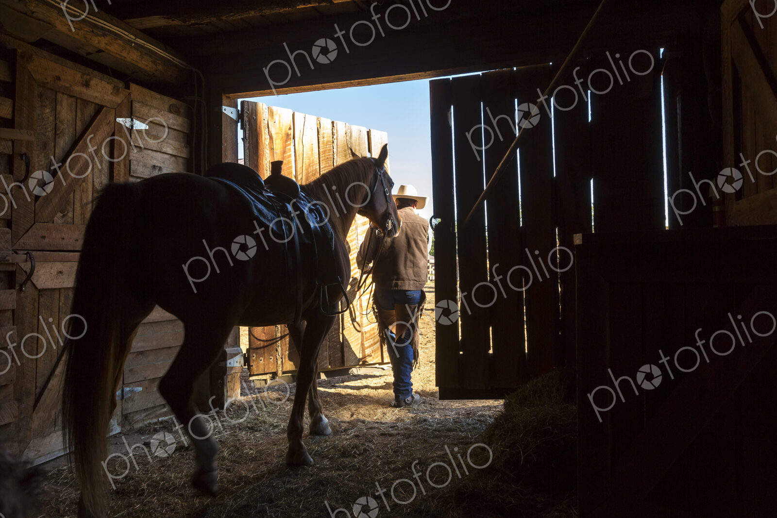 Rear view of cowboy leading saddled horse out of stable.