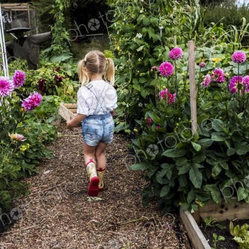 Rear view of girl walking along garden path past pink Dahlias, carrying wooden crate. Rear view of girl walking along garden path past pink Dahlias, carrying wooden crate.
