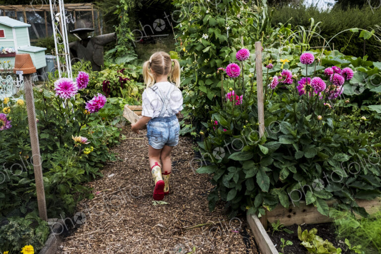 Rear view of girl walking along garden path past pink Dahlias, carrying wooden crate.