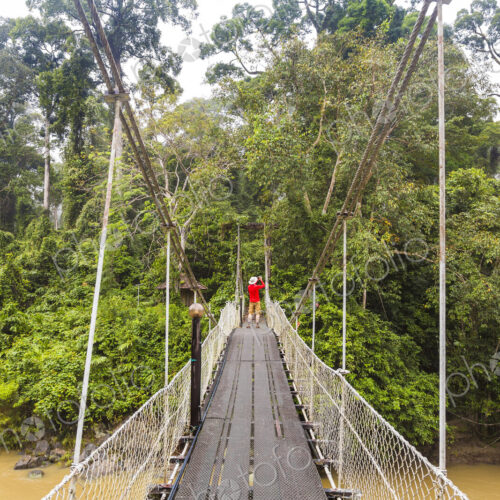 Rear view of man walking along rope tree over river in tropical rain forest. Rear view of man walking along rope tree over river in tropical rain forest.