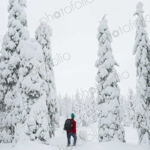 Rear view of man walking in forest with snow-covered trees. Rear view of man walking in forest with snow-covered trees.