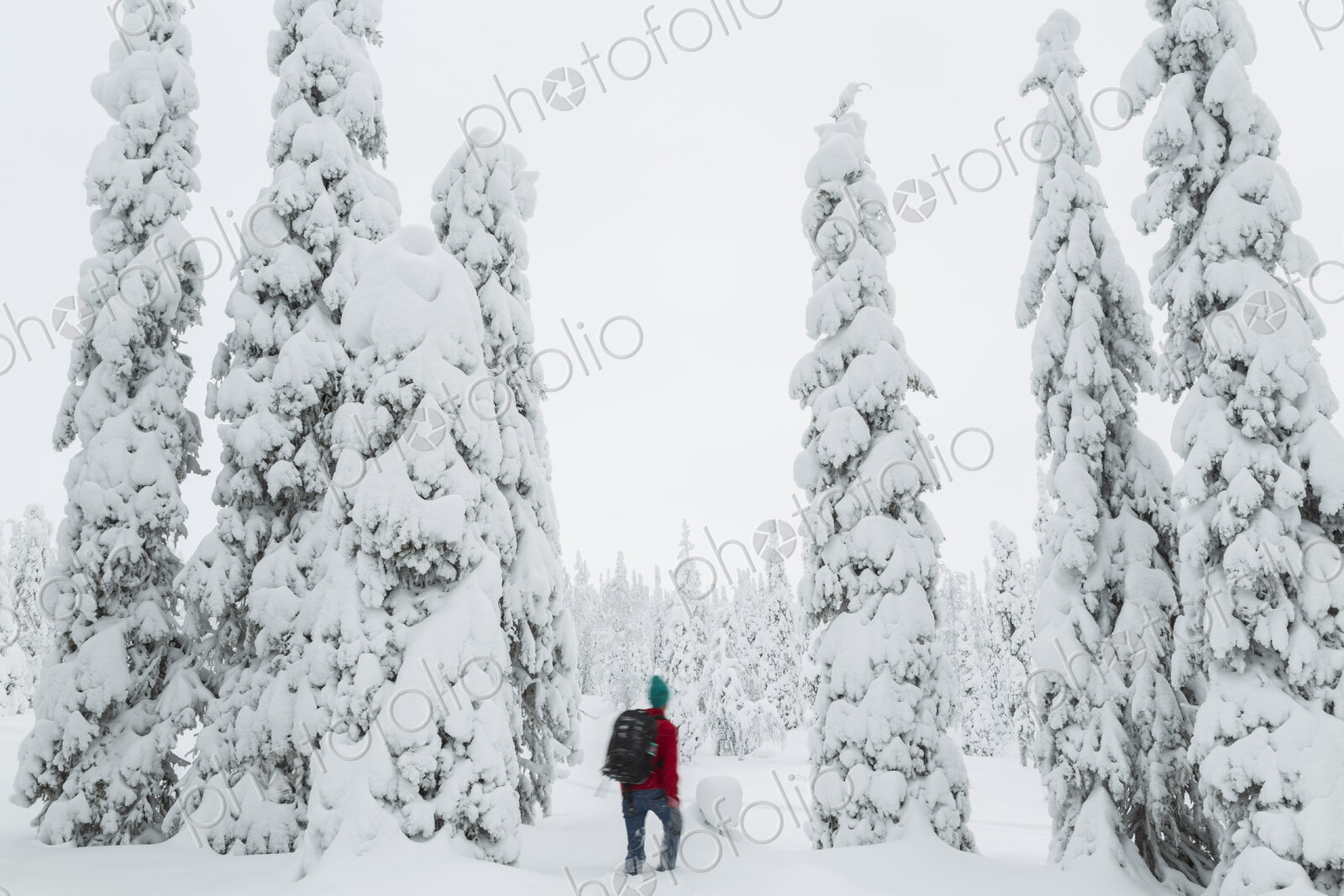 Rear view of man walking in forest with snow-covered trees.