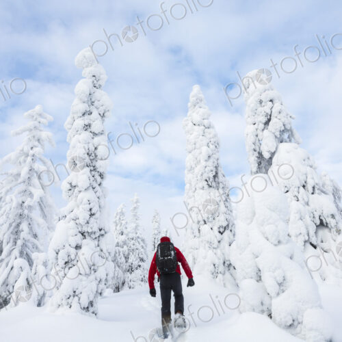 Rear view of man walking in forest with snow-covered trees. Rear view of man walking in forest with snow-covered trees.