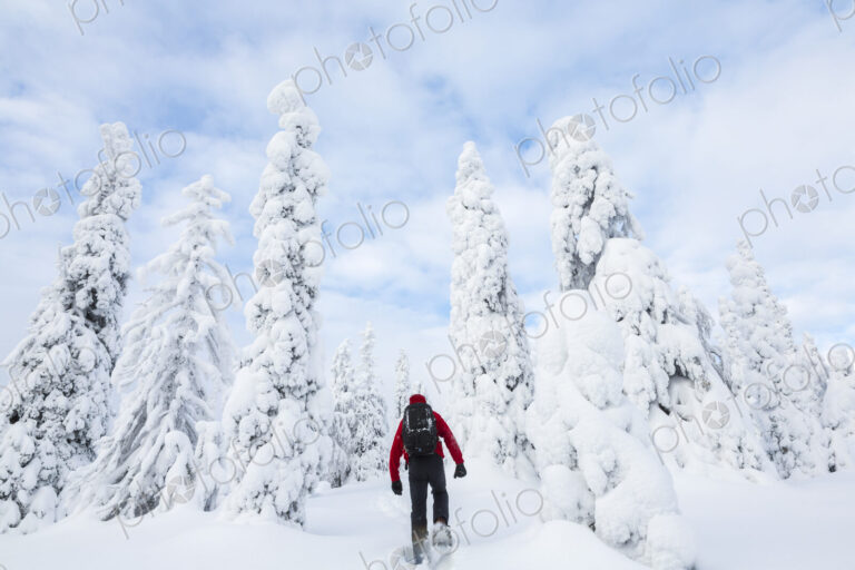 Rear view of man walking in forest with snow-covered trees.