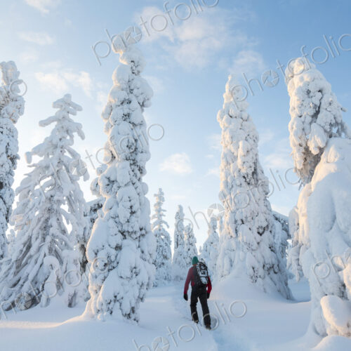 Rear view of man walking in forest with snow-covered trees. Rear view of man walking in forest with snow-covered trees.