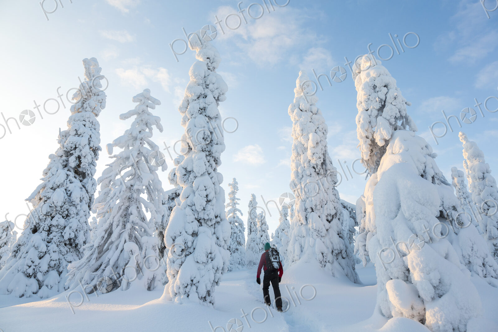 Rear view of man walking in forest with snow-covered trees.