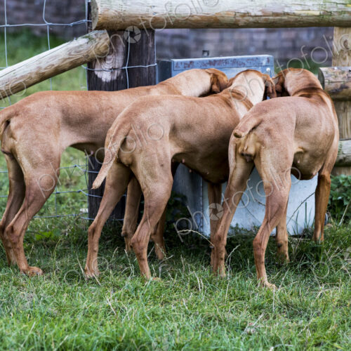 Rear view of three Viszla dogs drinking from a trough. Rear view of three Viszla dogs drinking from a trough.