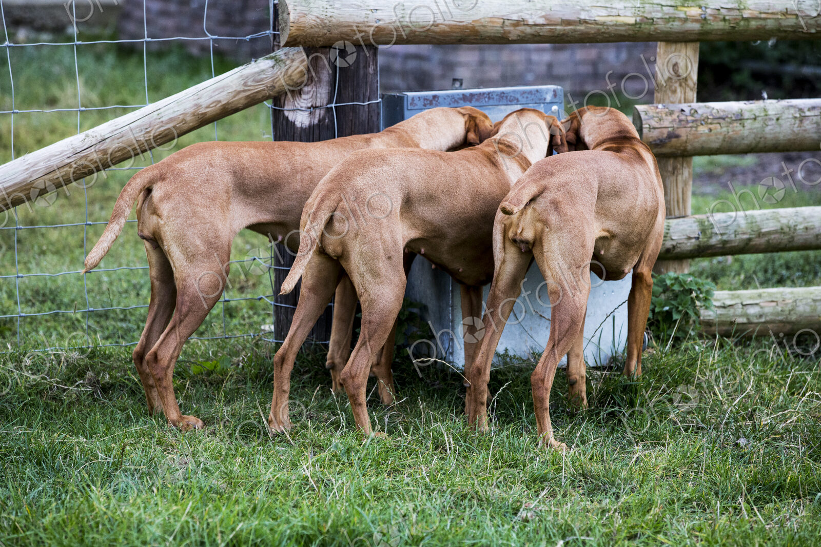 Rear view of three Vizsla dogs drinking from a trough.