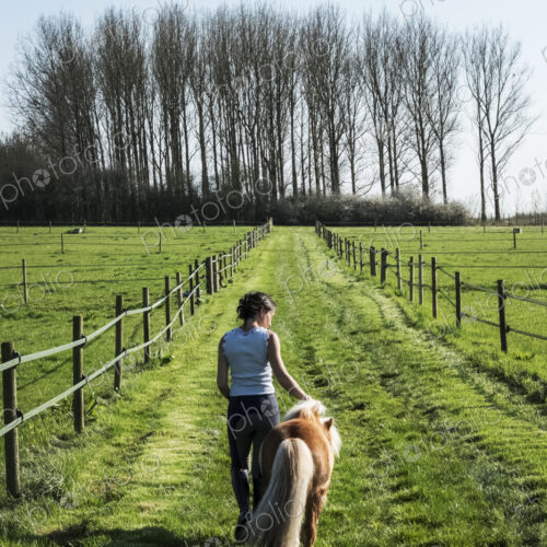 Rear view of woman leading a small brown shetland brown pony down a paddock along a fence.