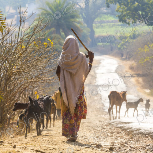 Rear view of woman wearing sari walking down a rural road, herding goats.