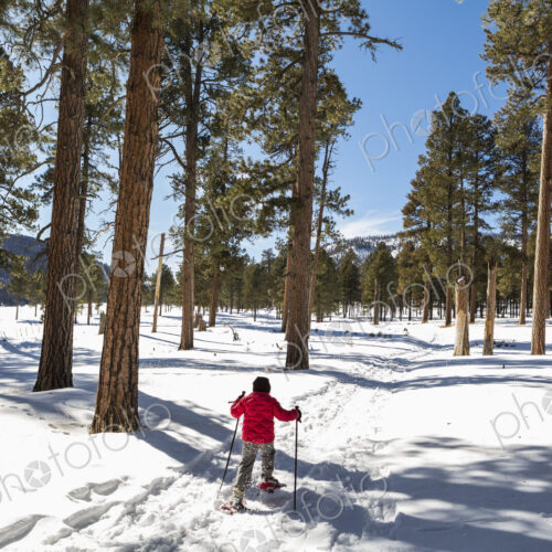 Rear view of young boy in a red jacket snow shoeing on a trail through trees.
