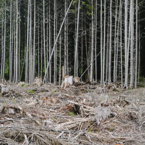 Recently clear cut rainforest, Hoh Rainforest, Olympic NF