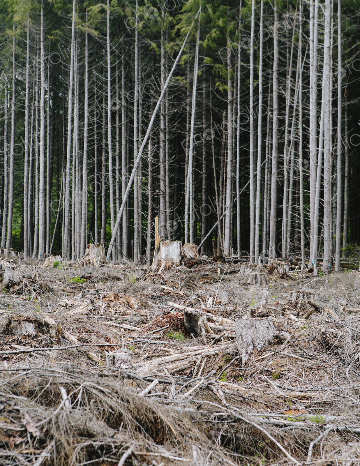Recently clear cut rainforest, Hoh Rainforest, Olympic NF