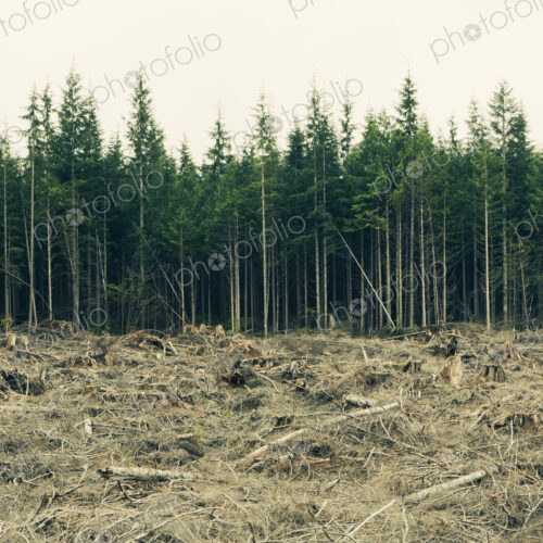 Recently clear cut rainforest, Hoh Rainforest, Olympic NF