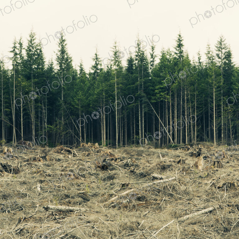 Recently clear cut rainforest, Hoh Rainforest, Olympic NF