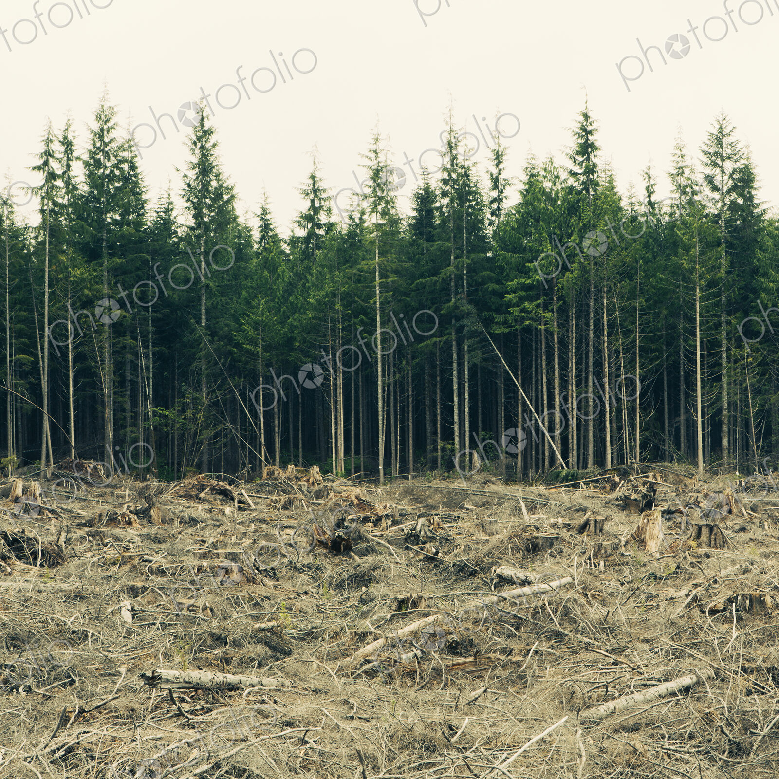 Recently clear cut rainforest, Hoh Rainforest, Olympic NF