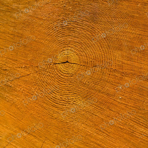 Recently cut Noble Fir tree, Abies Grandis, close up of the grain of the wood, Mount…