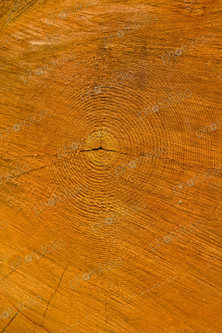 Recently cut Noble Fir tree, Abies Grandis, close up of the grain of the wood, Mount…