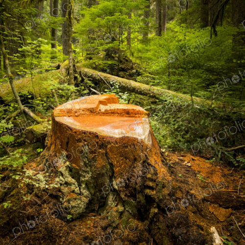 Recently cut Noble Fir tree stump (Abies Grandis), Mount Rainier National Park