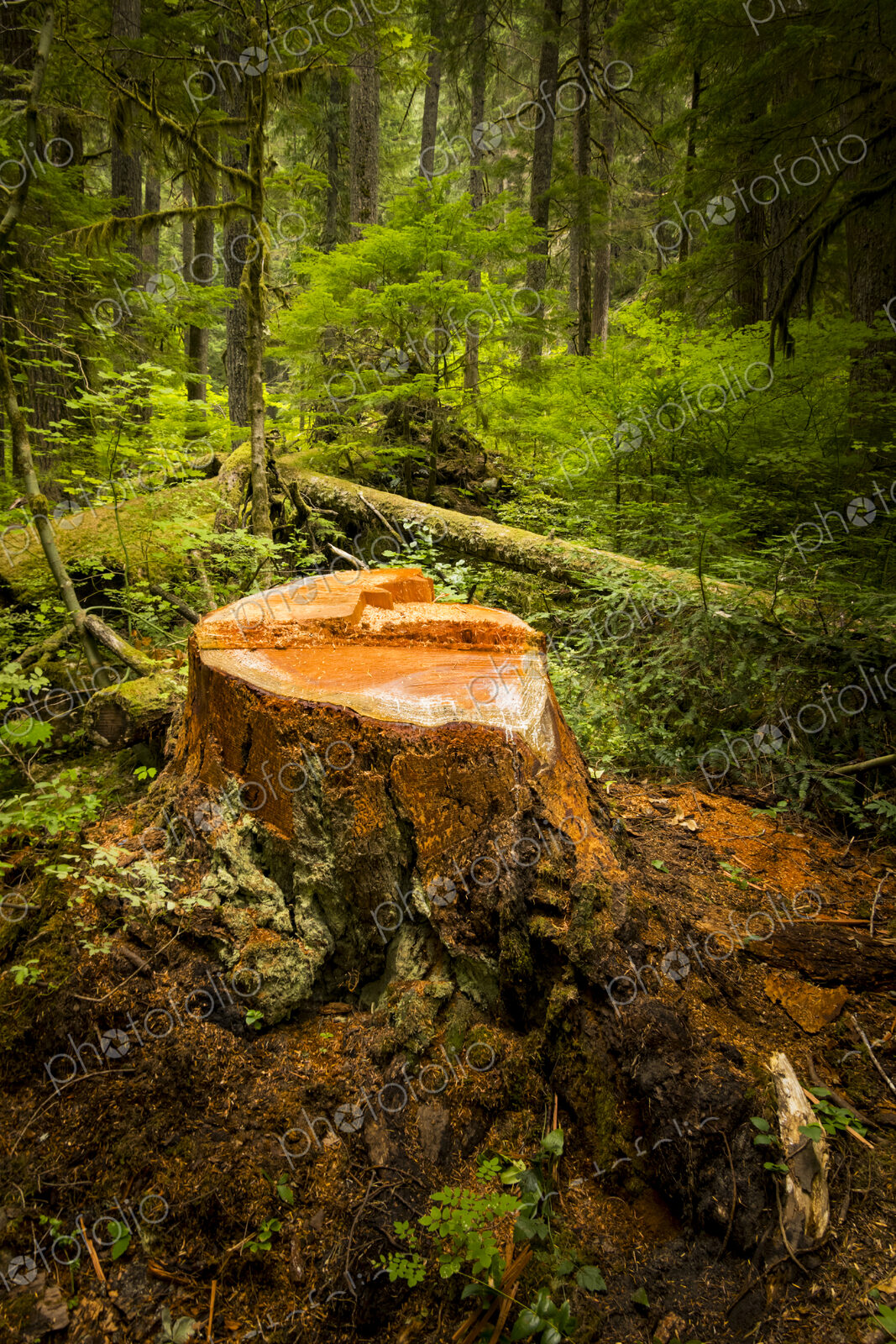Recently cut Noble Fir tree stump (Abies Grandis), Mount Rainier National Park