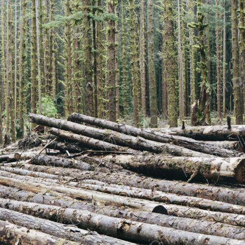 Recently cut logs of Sitka Spruce and Western Hemlock in lush temperate rainforest,…