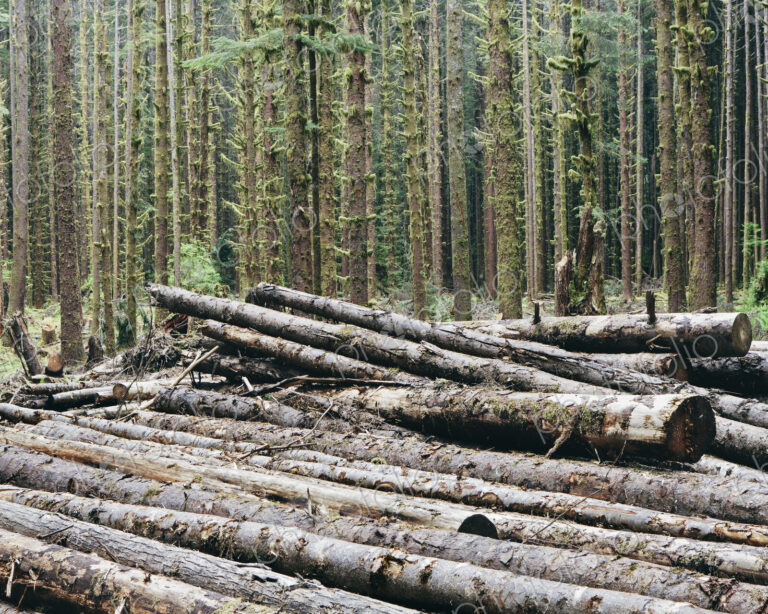 Recently cut logs of Sitka Spruce and Western Hemlock in lush temperate rainforest,…