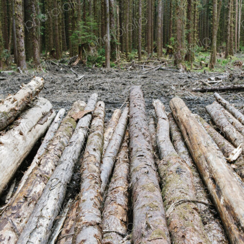 Recently cut logs of Sitka Spruce and Western Hemlock in lush temperate rainforest,…