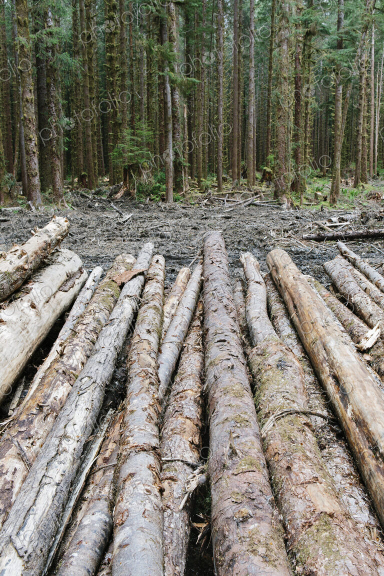 Recently cut logs of Sitka Spruce and Western Hemlock in lush temperate rainforest,…