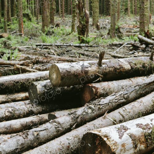 Recently cut logs of Sitka Spruce and Western Hemlock in lush temperate rainforest,…