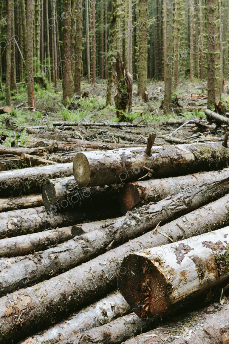 Recently cut logs of Sitka Spruce and Western Hemlock in lush temperate rainforest,…