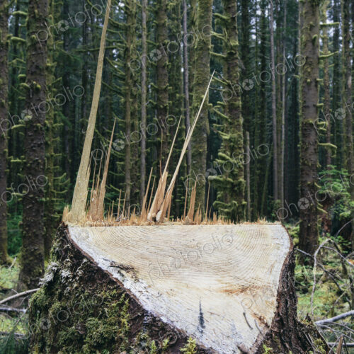 Recently logged Sitka Spruce tree in foreground, temperate rainforest in distance, Hoh… Recently logged Sitka Spruce tree in foreground, temperate rainforest in distance, Hoh…