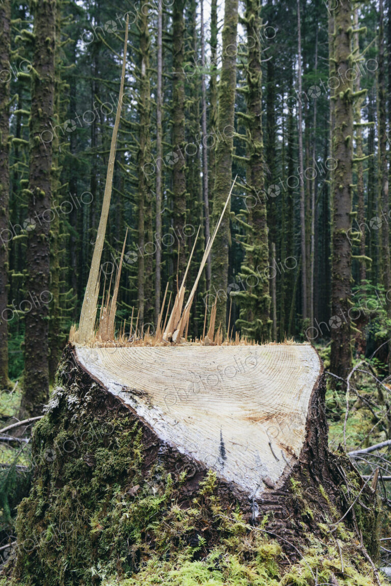 Recently logged Sitka Spruce tree in foreground, temperate rainforest in distance, Hoh…