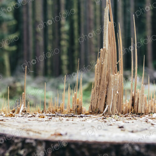 Recently logged Sitka Spruce tree in foreground, temperate rainforest in distance, Hoh… Recently logged Sitka Spruce tree in foreground, temperate rainforest in distance, Hoh…