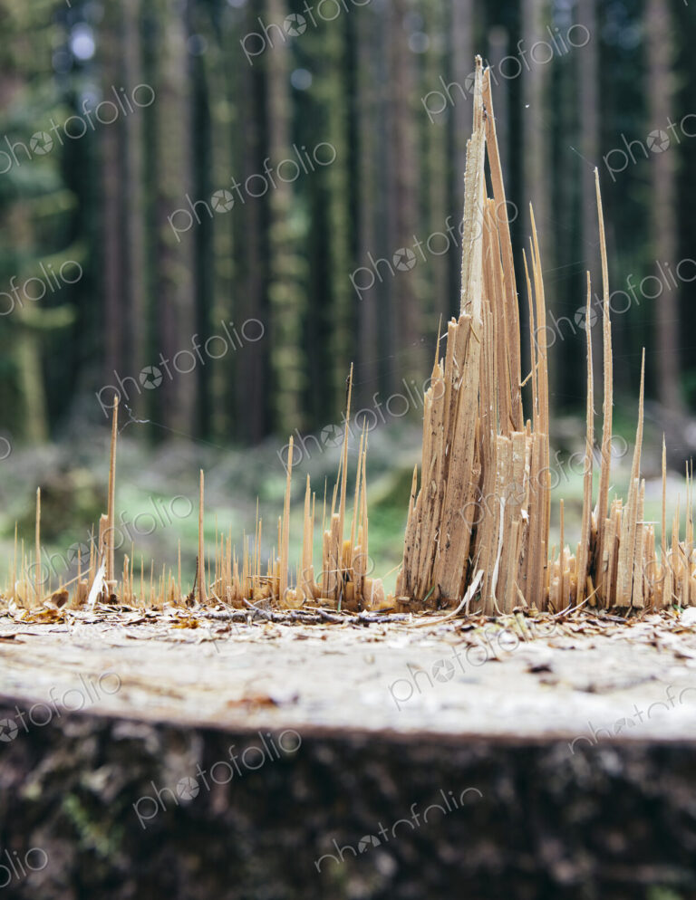 Recently logged Sitka Spruce tree in foreground, temperate rainforest in distance, Hoh…