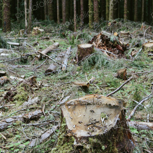 Recently logged Sitka Srpuce and Western Hemlock logs, Olympic NF