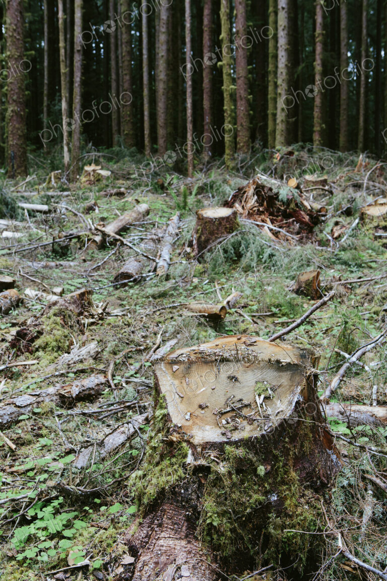 Recently logged Sitka Srpuce and Western Hemlock logs, Olympic NF