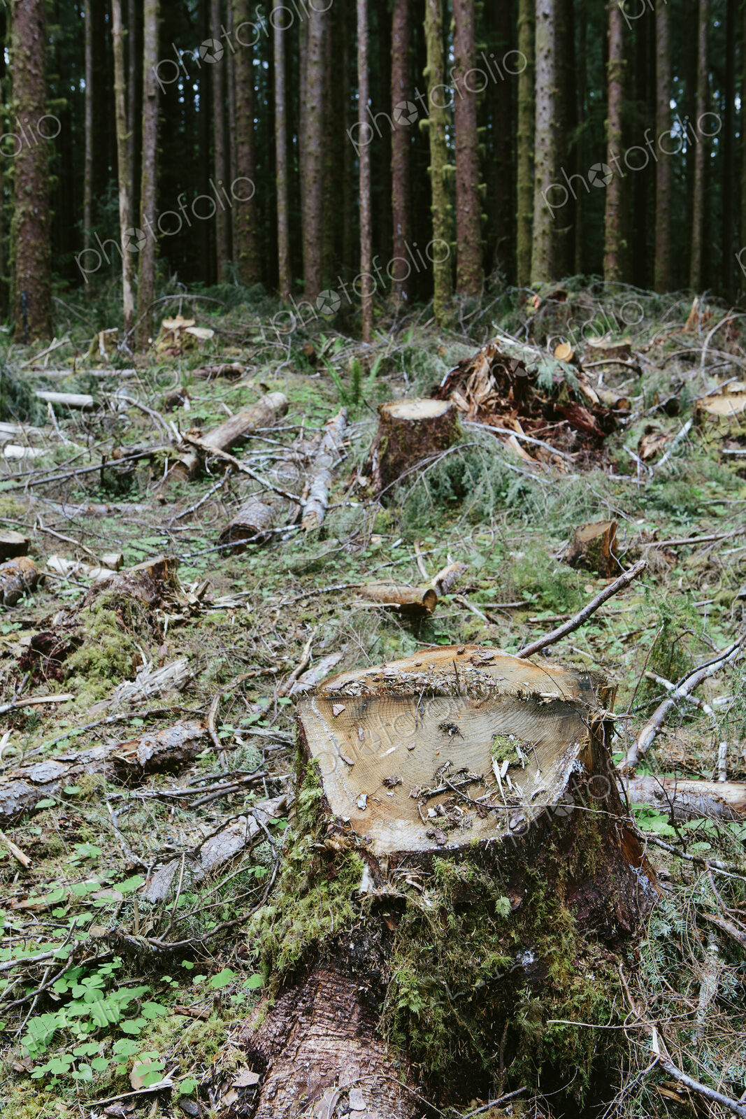 Recently logged Sitka Srpuce and Western Hemlock logs, Olympic NF